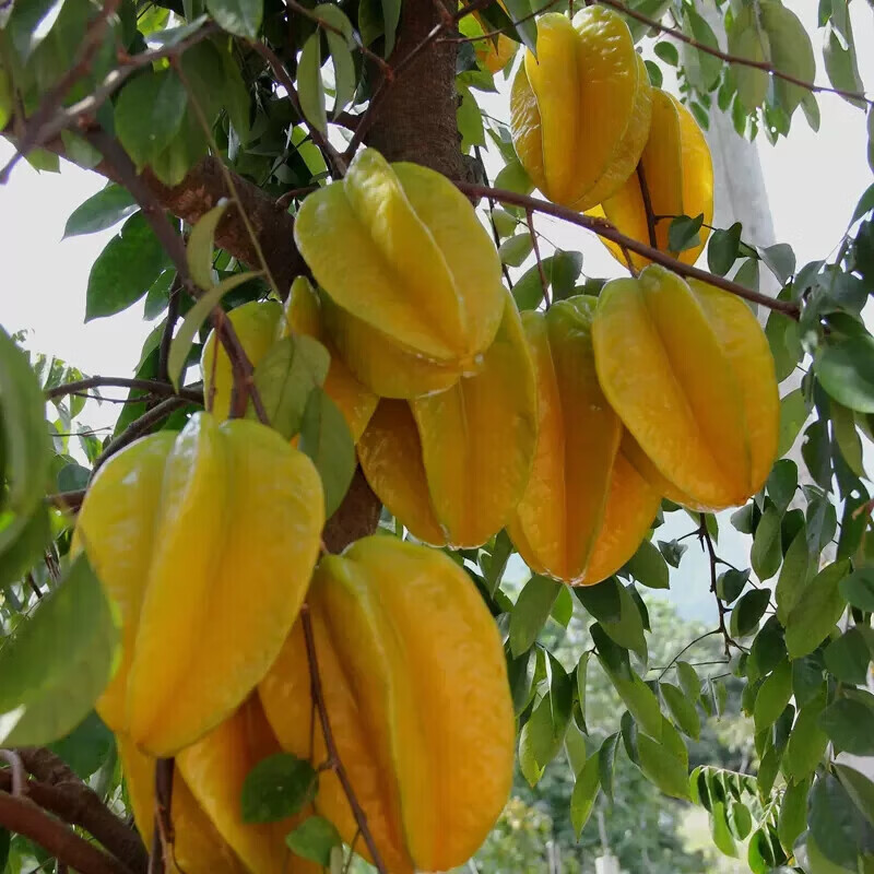 小筑倾橙福建漳州下河杨桃新鲜水果洋桃五角星阳桃现摘现发整箱年货 5斤优选杨桃