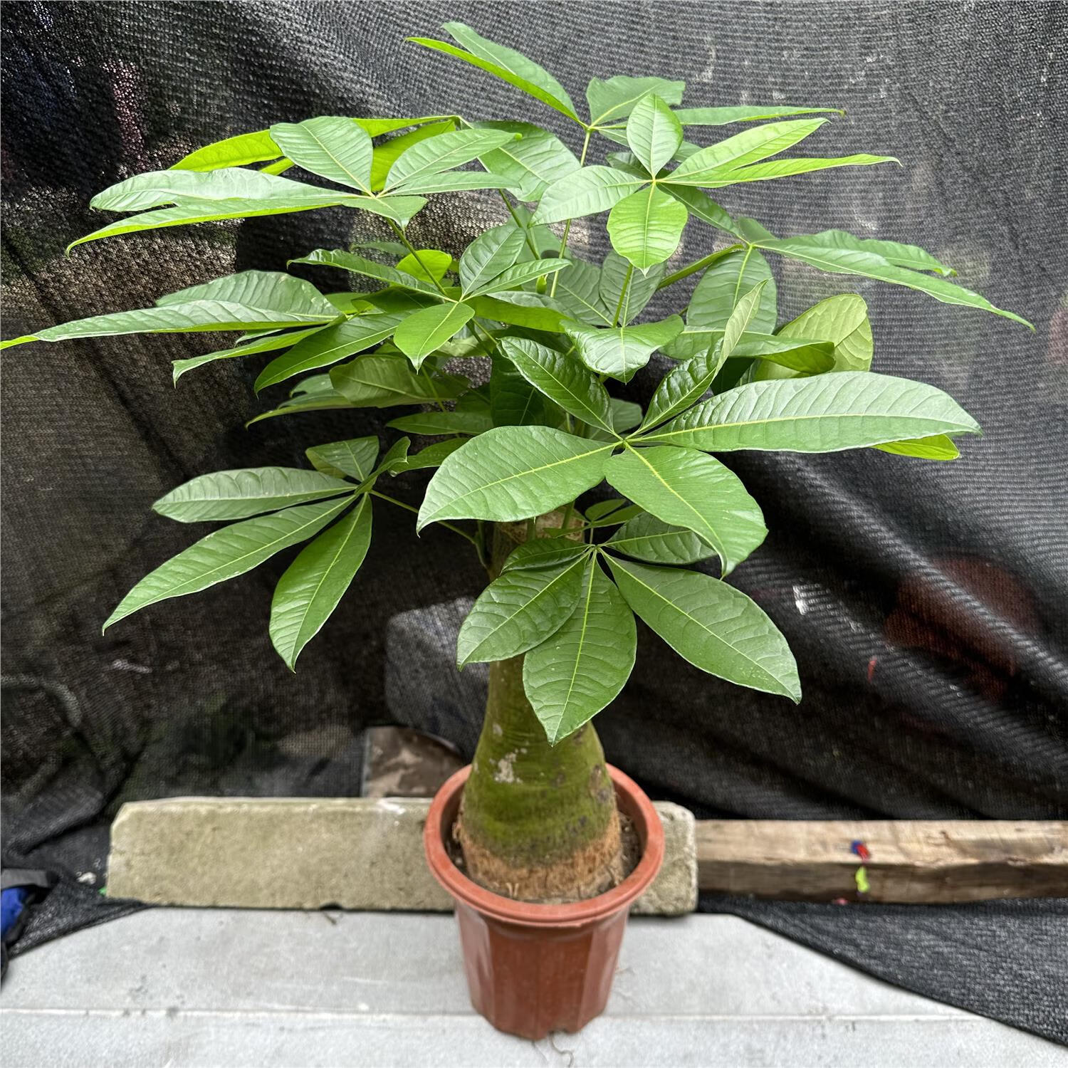 发财树辫子盆栽大型绿植吸甲醇客厅北欧净化空气室内办公阳台包邮