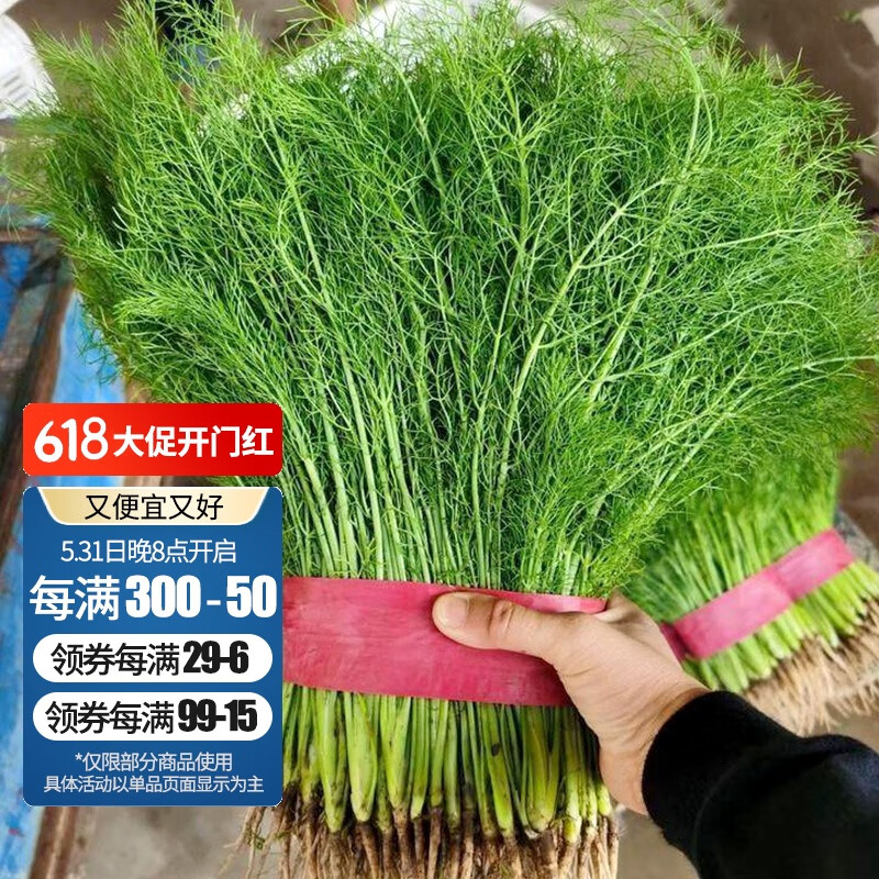 寿禾割茬小茴香种子四季茴香籽大回香幼秧苗子家庭种植阳台春秋季蔬菜