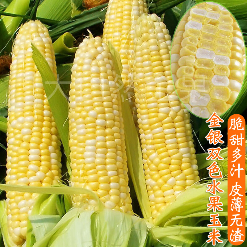 超甜水果玉米种子黄白色金银双色甜玉米种籽可生食苞米春夏季大田 186