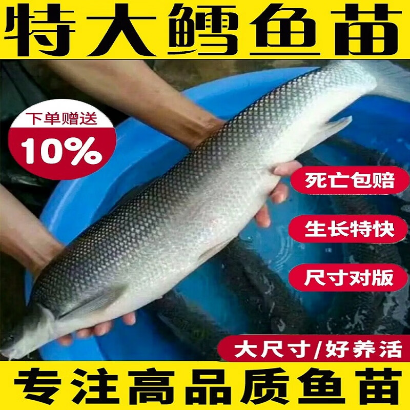 银鳕鱼淡水鱼塘养殖食用大鳞鲃鱼鳕鱼活鱼养殖观赏银雪活鱼 银鳕鱼6