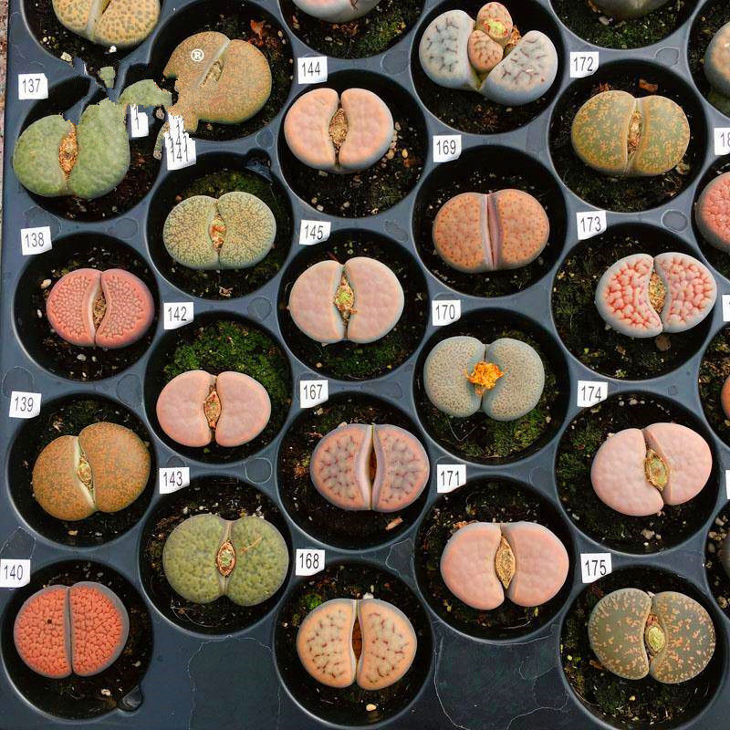 睿格达超大生石花母本已开花石生花多肉植物屁屁花室内花卉绿植盆栽