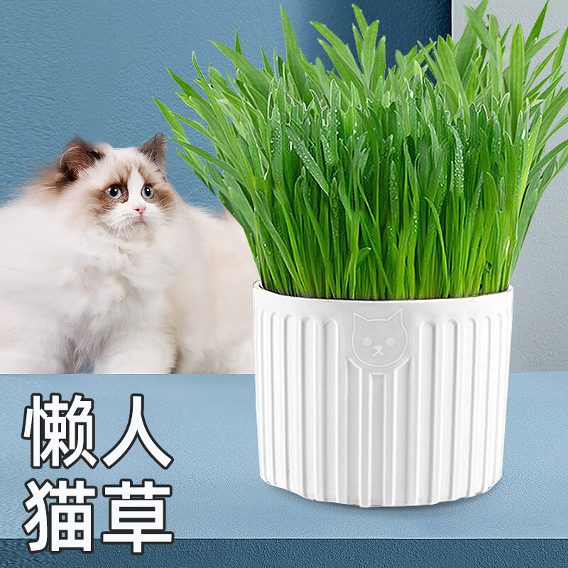 茨格曼 猫草种子猫零食猫咪猫薄荷天然猫草盆种植套装 猫草套装