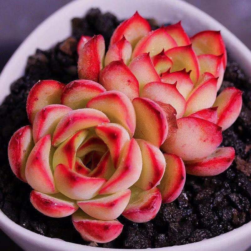 多肉 多肉植物 超大荷花多肉植物单头群生花月夜莲花座室内办公花卉