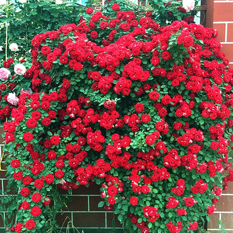 藤本月季花苗 欧月藤玫瑰花苗大花浓香爬藤植物绿植盆栽花卉 小女孩