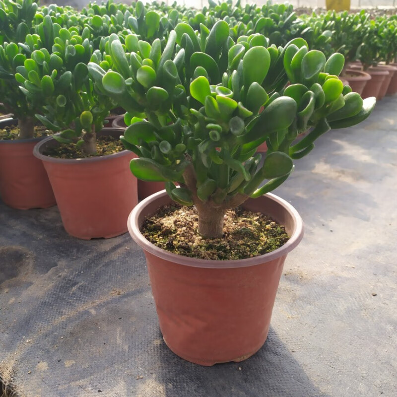 一花之秋玉树老桩多肉植物组合盆栽超大颗肉肉植物玉树盆栽 高度10cm