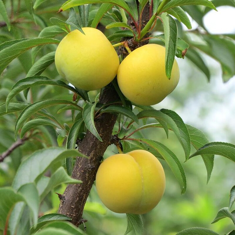 蜂糖李子树苗贵州六马嫁接李子苗青脆李脱骨李早熟脆红李苗南北方种植