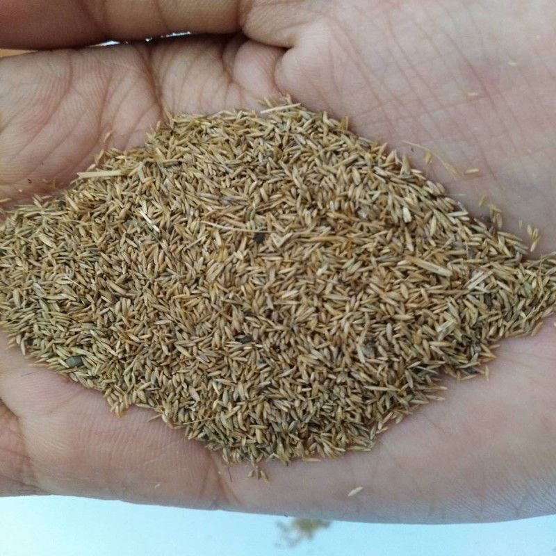 花乡邻里牧草星星草小花碱茅营养高耐寒牛马牛羊鸡鸭鹅爱量大从优花乡