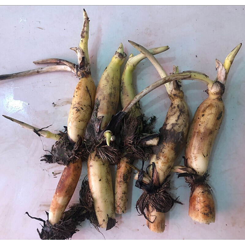 汉柠  荷花苗盆栽水养莲花莲藕种根苗家庭食用池塘观赏睡连水培四季种