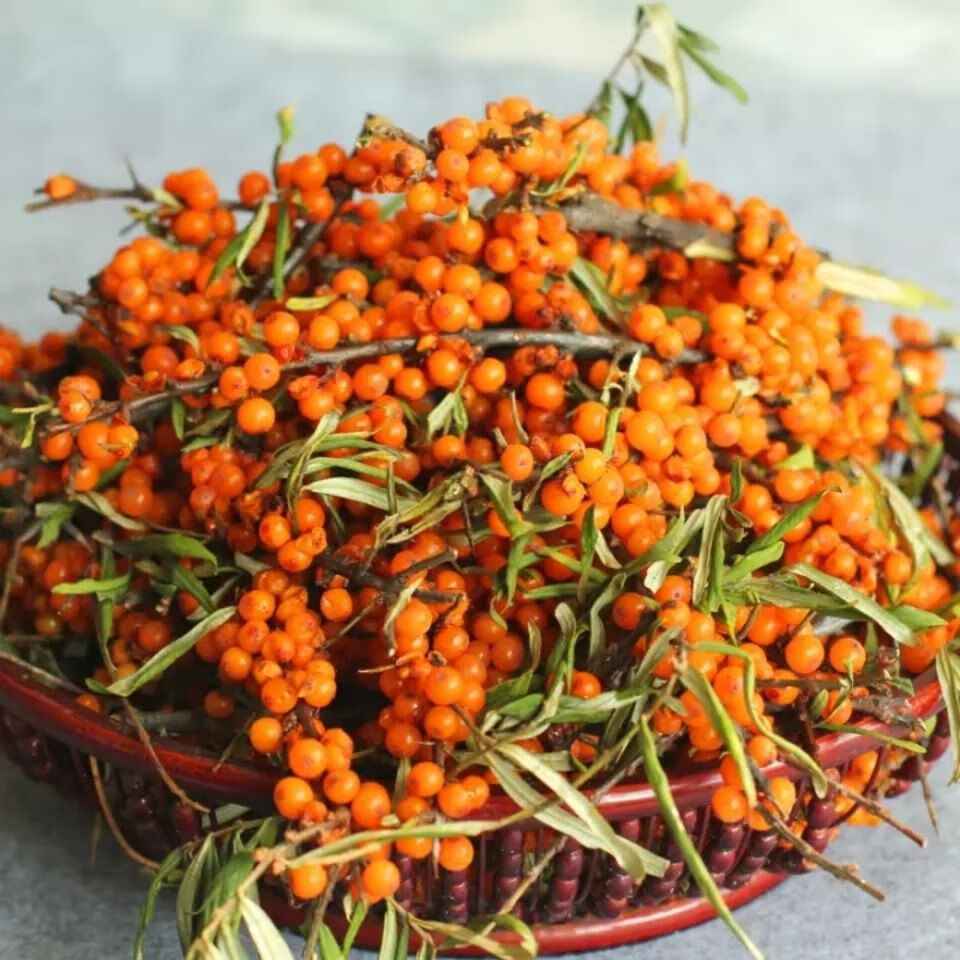 沙棘果沙棘鲜果山西吕梁特产新鲜沙刺果酸刺果醋柳果酵素榨汁 沙棘果2