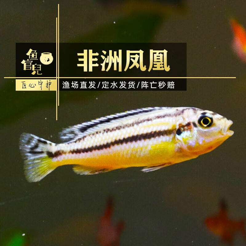鱼官儿三湖慈鲷杂鲷马鲷淡水小型热带观赏鱼活体宠物鱼新手好养 非洲