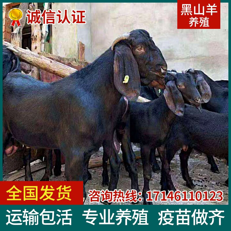 努比亚黑山羊种苗活体种公羊大耳朵怀孕母羊纯种黑山羊小羊羔活苗 黑山羊养殖教程 详询客服怎么样,好用不?