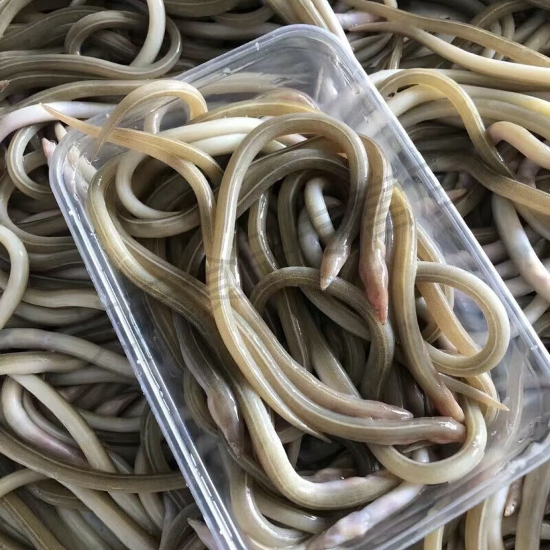 油筷鱼油鳗鱼鲜活海捕筷子鱼潮汕特产海鲜水产特臭鳗鱼黄鳝 500g 两斤