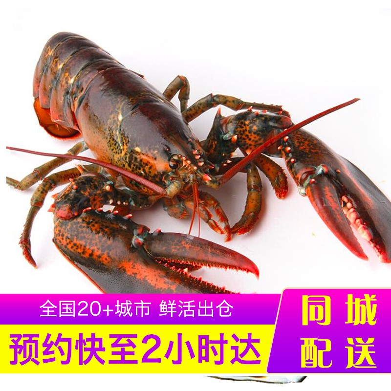 【活鲜】乐食港 鲜活波士顿龙虾加拿大进口大龙虾波龙 450g-550g/1只