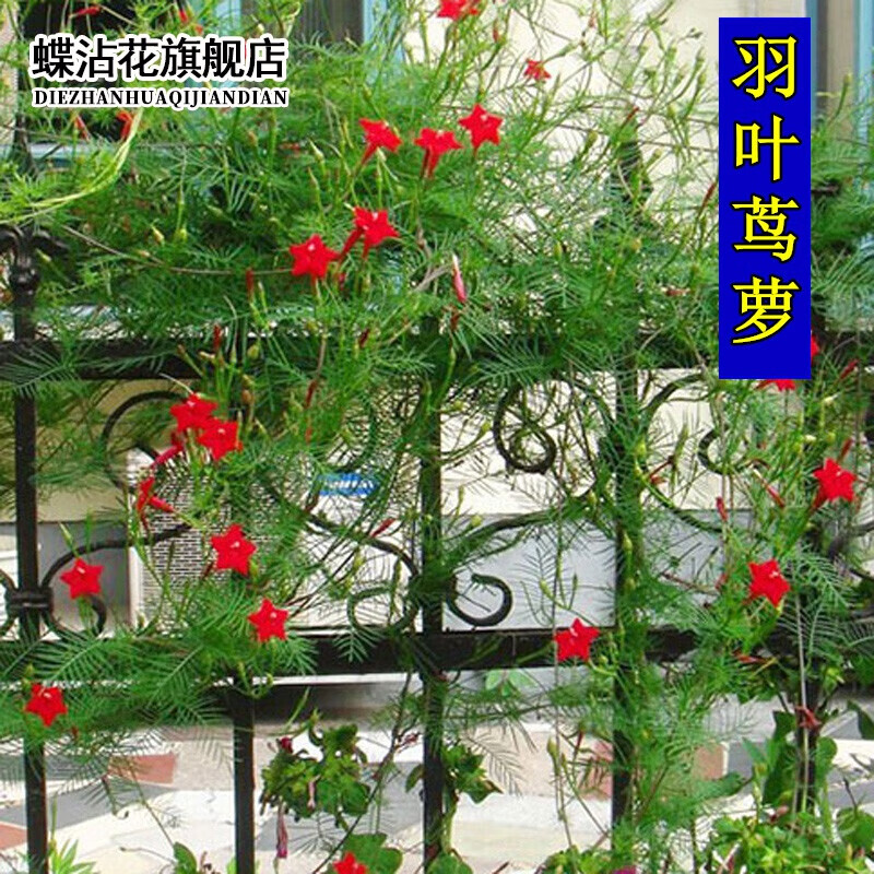 蝶沾花室外爬藤花卉羽叶茑萝花种子四季种易活攀爬花籽五角星花藤本