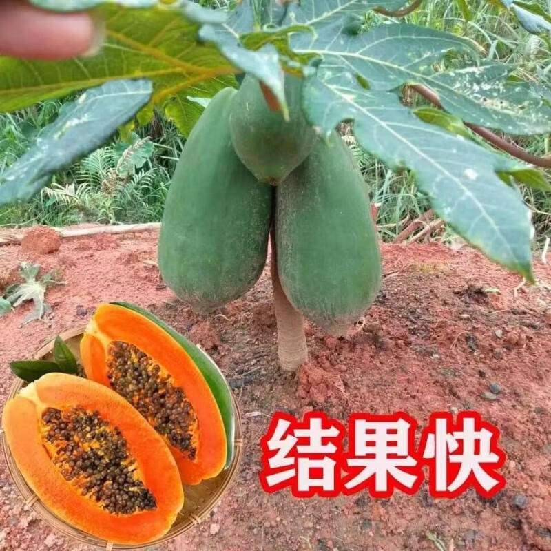 矮化木瓜苗水果木瓜红肉木瓜苗大青木瓜树苗当年四季结果盆栽庭院 矮化木瓜苗(10厘米高)4棵 收到死苗免费补发(带杯带叶)怎么样,好用不?