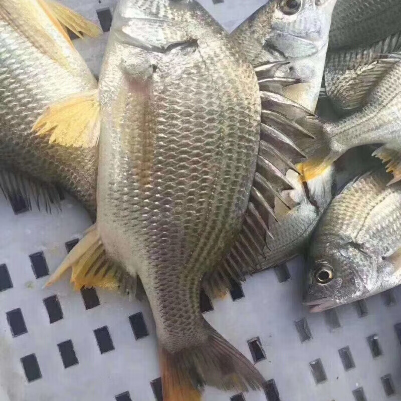 黄鲷鱼 相关京东优惠商品 价格图片品牌优惠券 虎窝购