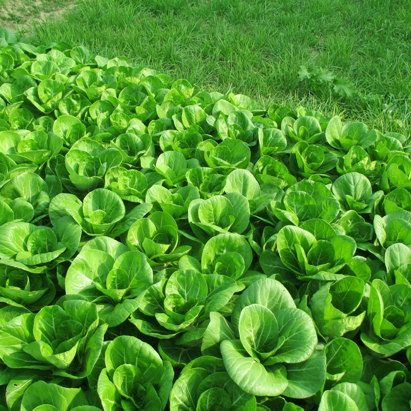 种菜记 蔬菜种子大全快菜生菜鸡毛菜种籽四季南方小青菜春季阳台蔬菜