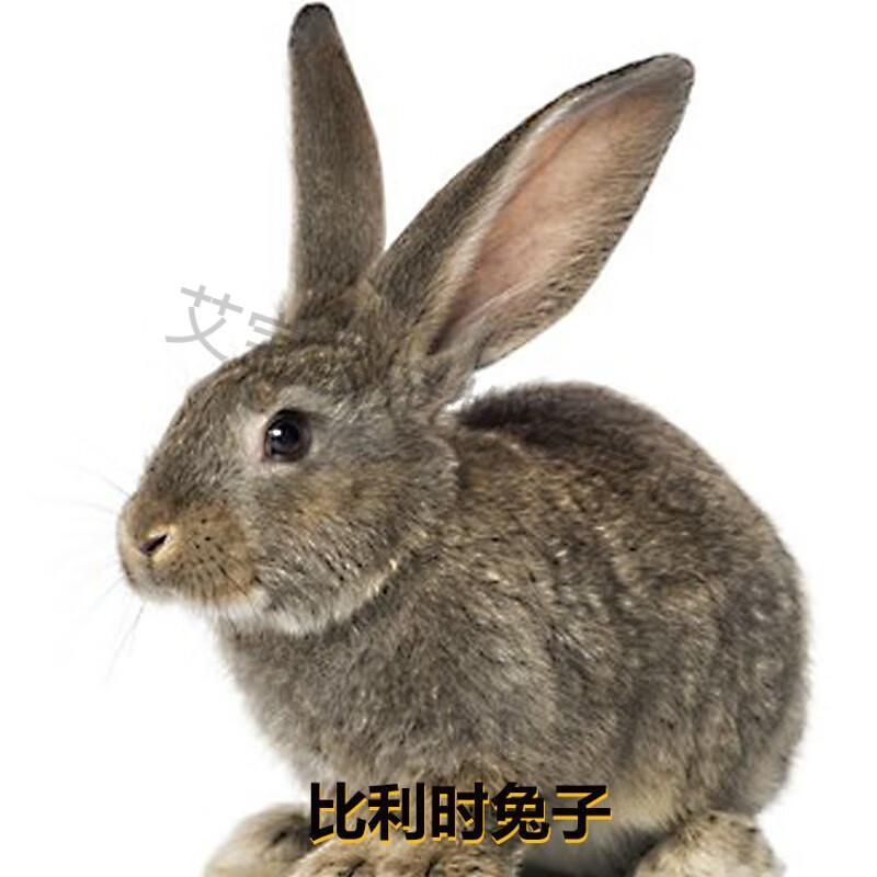 大型巨兔子宠物活物活体幼崽兔苗批发一对家养可食用肉兔 比利时兔子