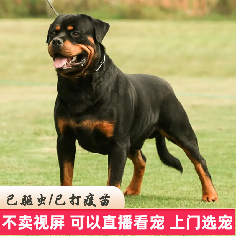 【60天质保】纯种宠物狗罗威纳犬幼犬活体幼崽罗威纳幼犬活体 宠物级