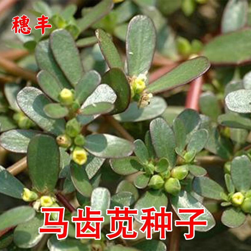 韵久马齿苋种子野生马芷苋长寿菜马苋菜春秋季阳台盆栽蔬菜种孑野菜籽