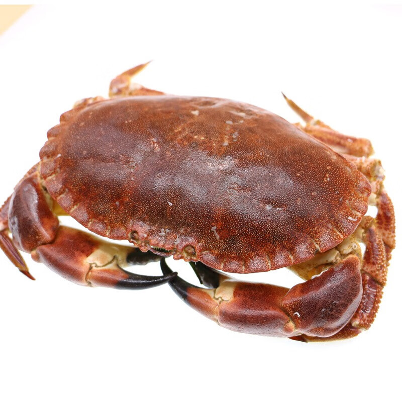 【活鲜】鲜活面包蟹 英国爱尔兰活黄金蟹大螃蟹活蟹  乐食港 面包蟹 1.6-1.8斤/1只