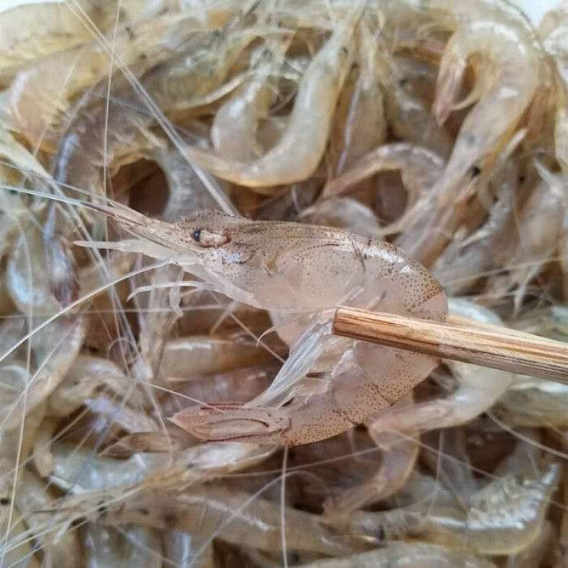 小河虾新鲜小白虾青虾明虾红虾小虾2/4/5斤速冻现发或者活虾运输昌隆