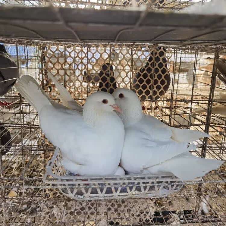 鸽子活体公母一对活鸽子一对白羽王种鸽包下蛋鸽子银王鸽健康包活