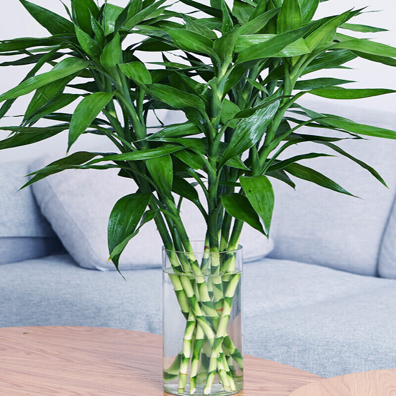 富贵竹盆栽 粗枝富贵竹植物水养客厅绿萝盆栽室内花卉 粗根 70-80cm