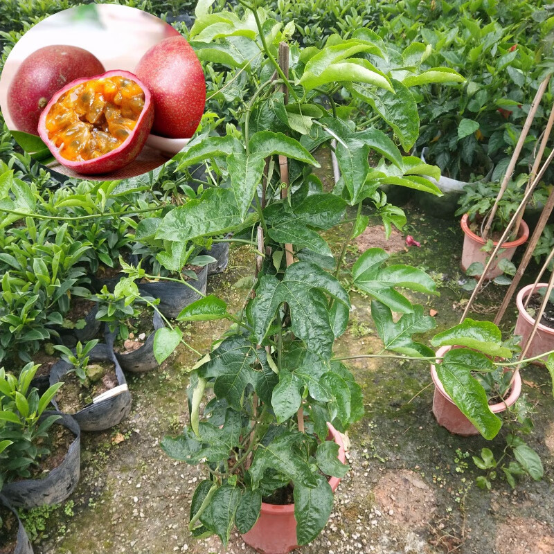 紫香百香果树苗黄金百香果苗四季种植爬藤盆栽当年结果 紫香高0.