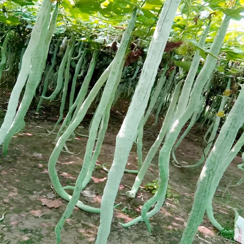 大禹蛇瓜种子苗蛇豆角籽秧苗蔬菜苗 青丰特长蛇豆种子约4粒3袋