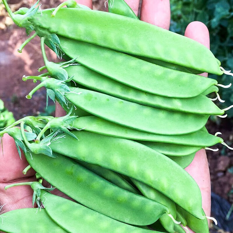 种子架豆王搭架爬藤春秋季蔬菜种籽无架王豇豆角好吃无筋 荷兰豆种子