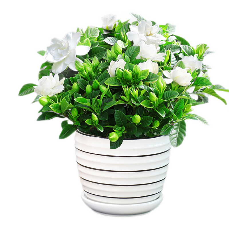 ӨӰ���ӻ����Դ�������Ũ���ļ�������ͥԺ�������Ի���ֲ�������� ��Ҷ���ӻ� 5��������