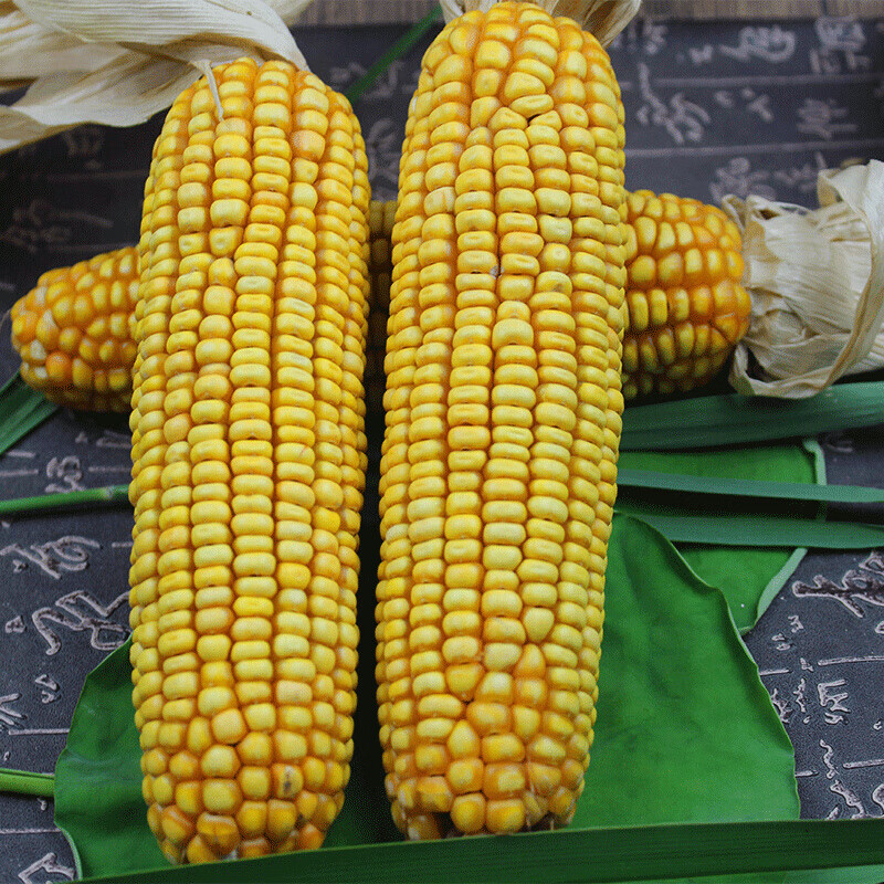 虎钢馋 带皮干玉米棒子10个土玉米老玉米棒  装饰玉米棒 道具带皮玉米