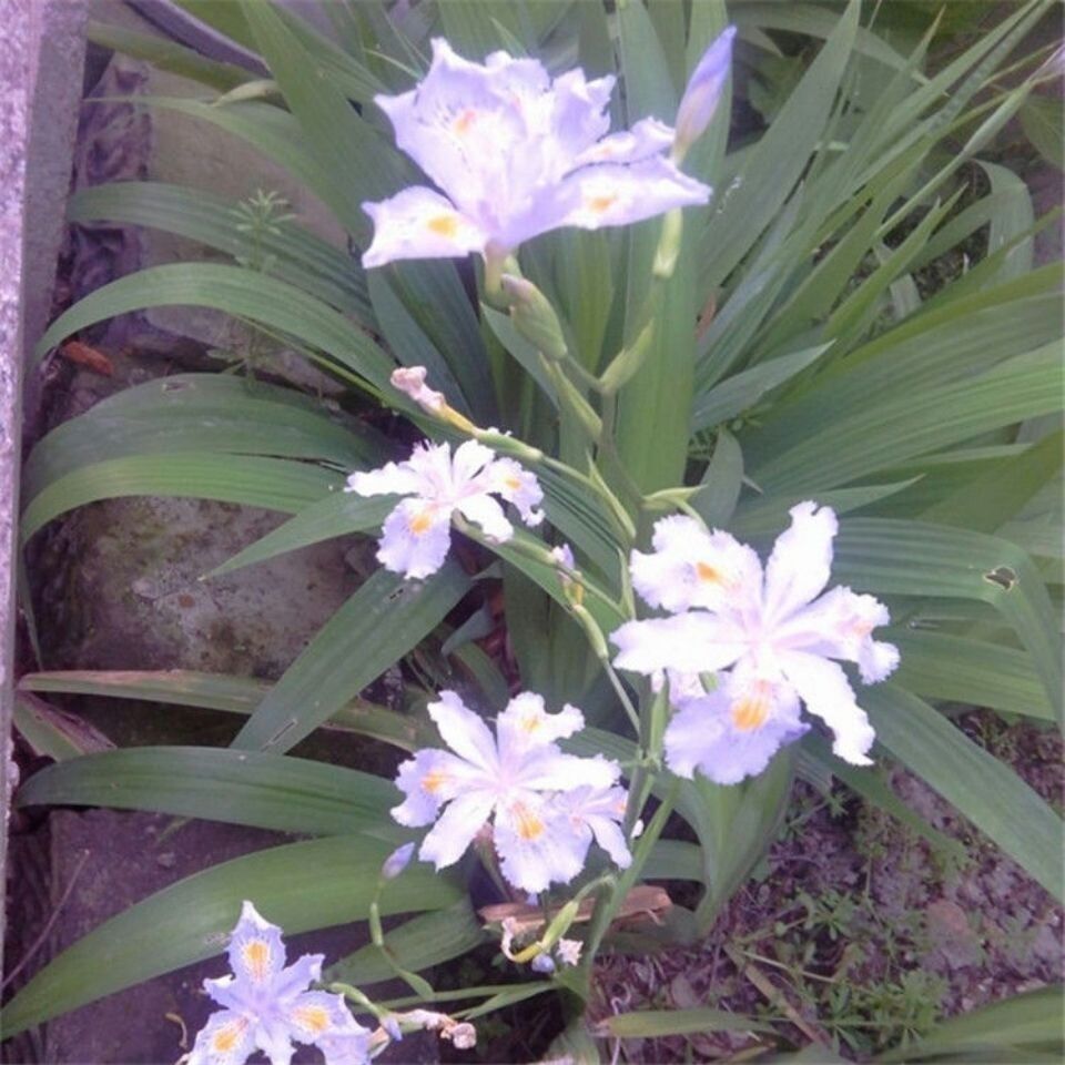 新鲜野青草药竹根扁竹根扁竹兰根纯根生根扁竹兰根 扁竹根苗15颗