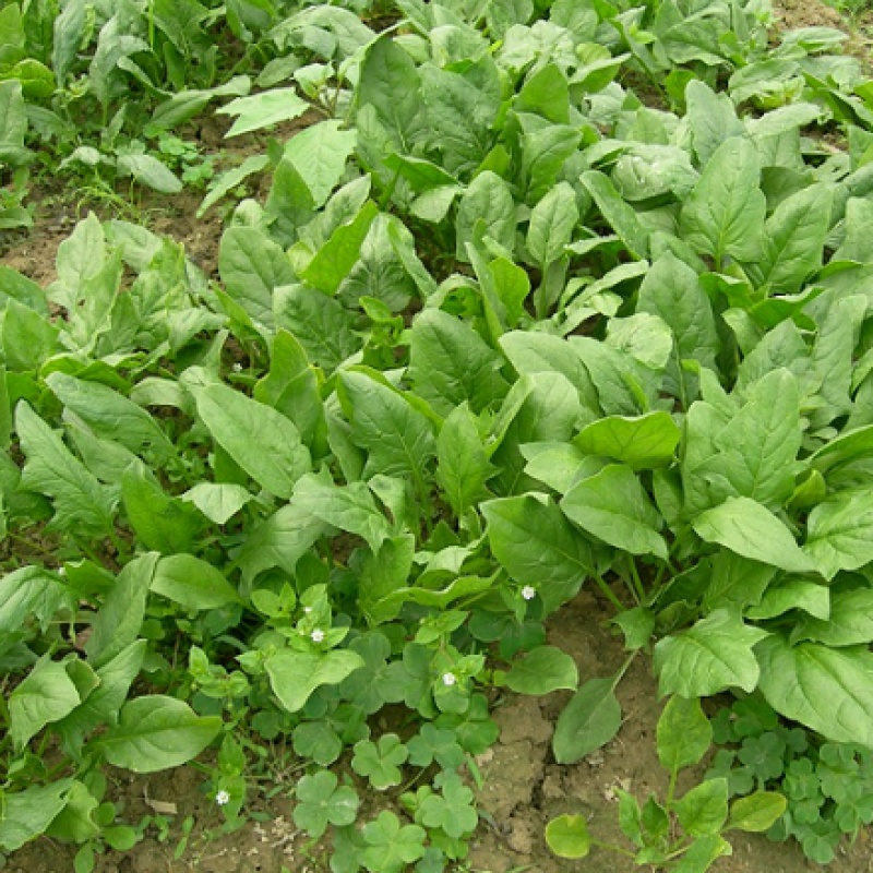 春枝韵原生态小叶菠菜种子家庭种植品种香 地道农家味老种子 小叶菠菜