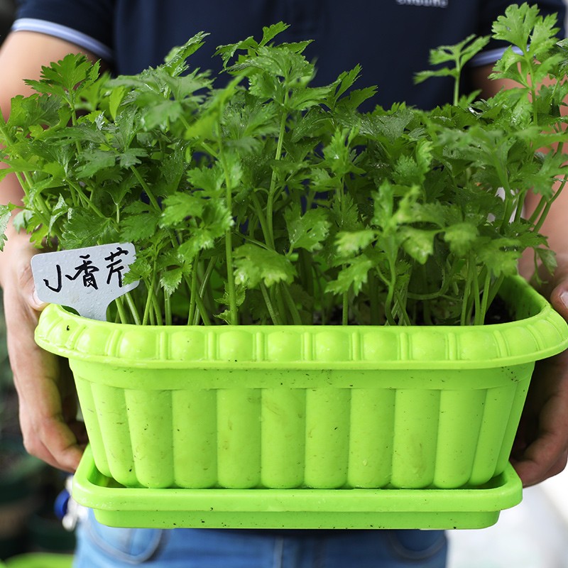 北蔬适合秋天种的蔬菜种子大全农科院寿光菜籽批发 四季小香芹种子 10