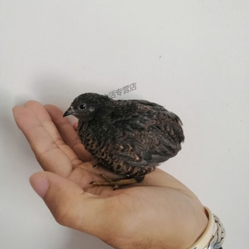 鸡宠物网红阳台鸡懒人养冷门宠物活体鸡手上观赏下蛋派特宠物 原色 一