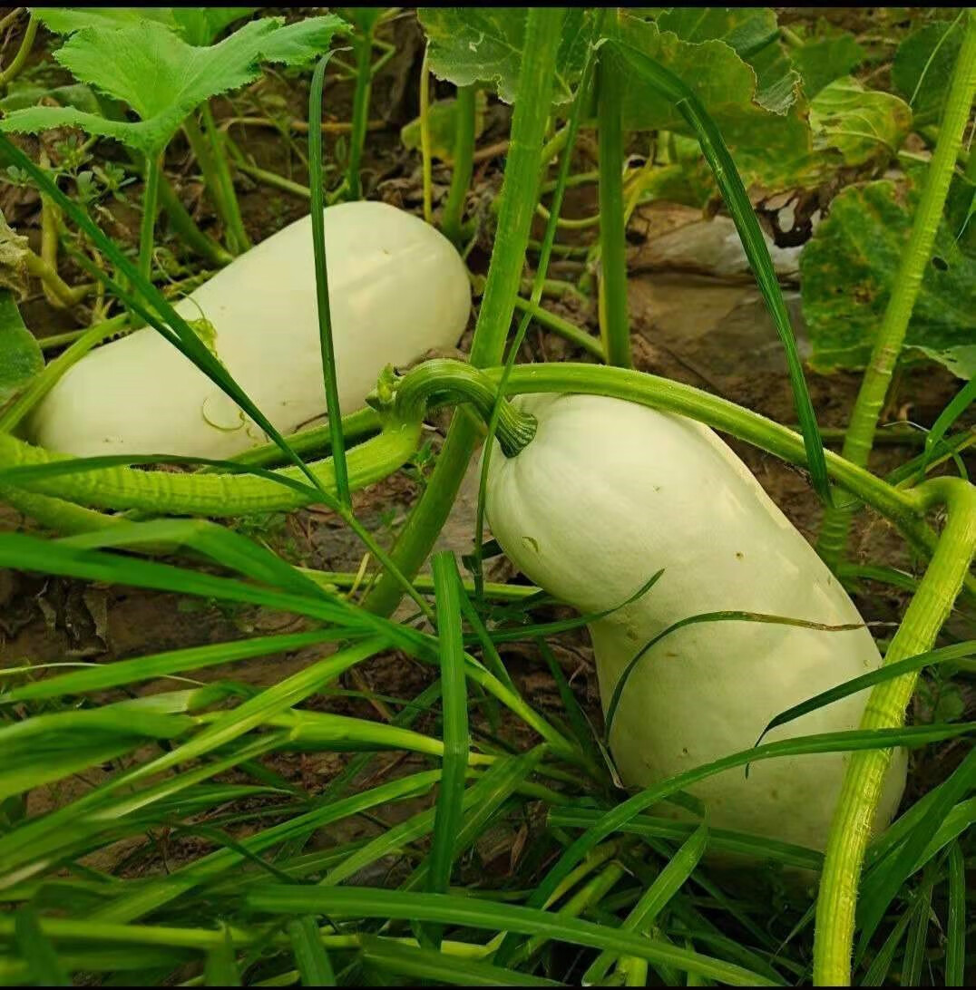 白南瓜新鲜现摘白吊瓜瓜4斤-9斤南瓜北瓜笋瓜干瓜包子饺子馅 2000