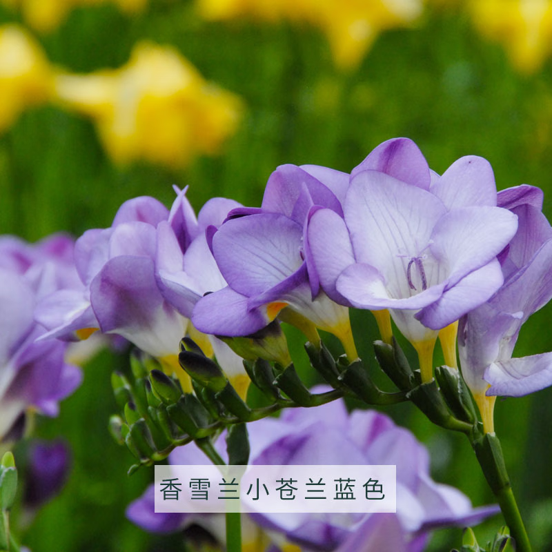 ��ɯ�Ļ�԰ ��ѩ��С����������ڿ���������ۻ�������ֲ������ ��ѩ��С������ɫ 5-7 5��װ ����