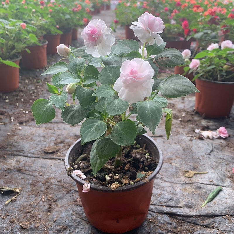 水梅花盆栽带花苞重瓣凤仙花四季开花耐寒花卉室内阳台庭院植物 磐阙