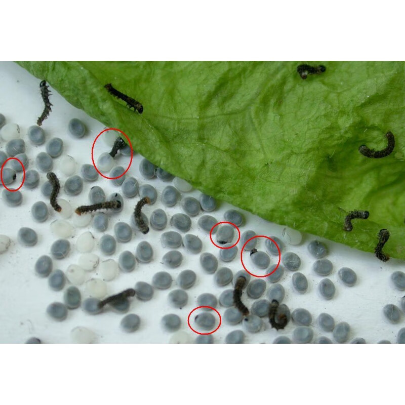 姬卉桑蚕宝宝活物蚕卵100到1万颗饲养套餐蚕仔春蚕卵活蚕蛾活体 蚕卵