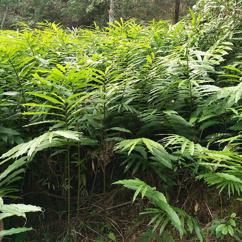 阳春特产砂仁苗10棵全株正宗春沙仁树种苗广东省发货 砂仁苗10棵