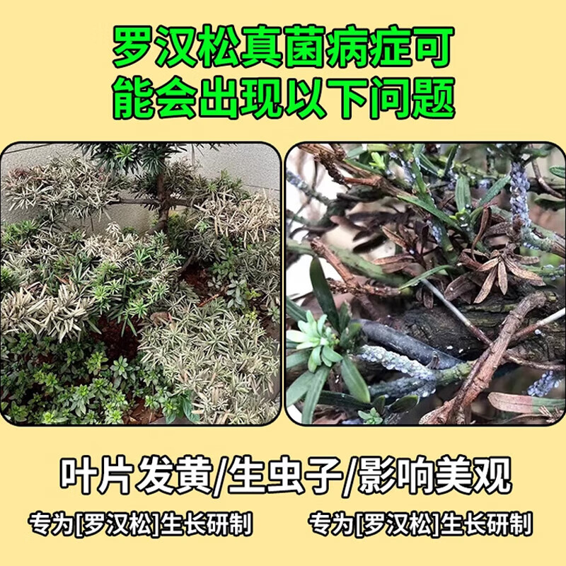 罗汉松专用肥喜酸植物叶面喷施营养液防黄落枯叶烂黑根腐通用肥料 1瓶装