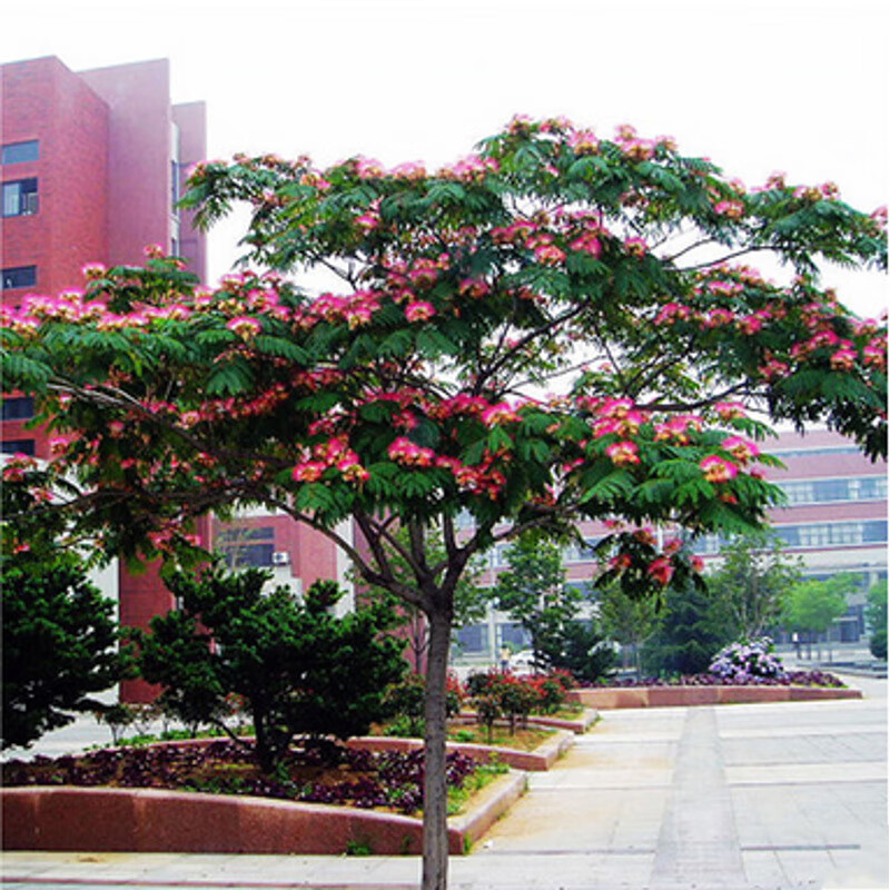 盆景合欢苗合欢树芙蓉苗合欢花苗庭院植物 90cm(含)-99cm(含) 1年小苗