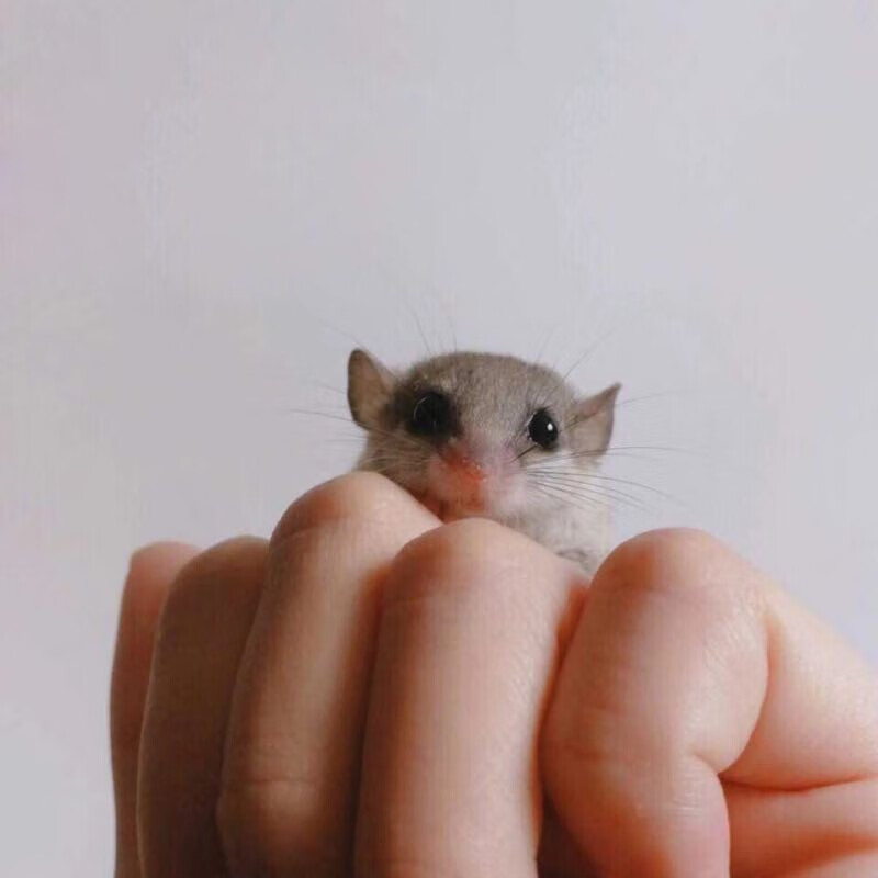 西班牙睡鼠活体幼崽拇指鼠宝宝小型宠物鼠 睡鼠母