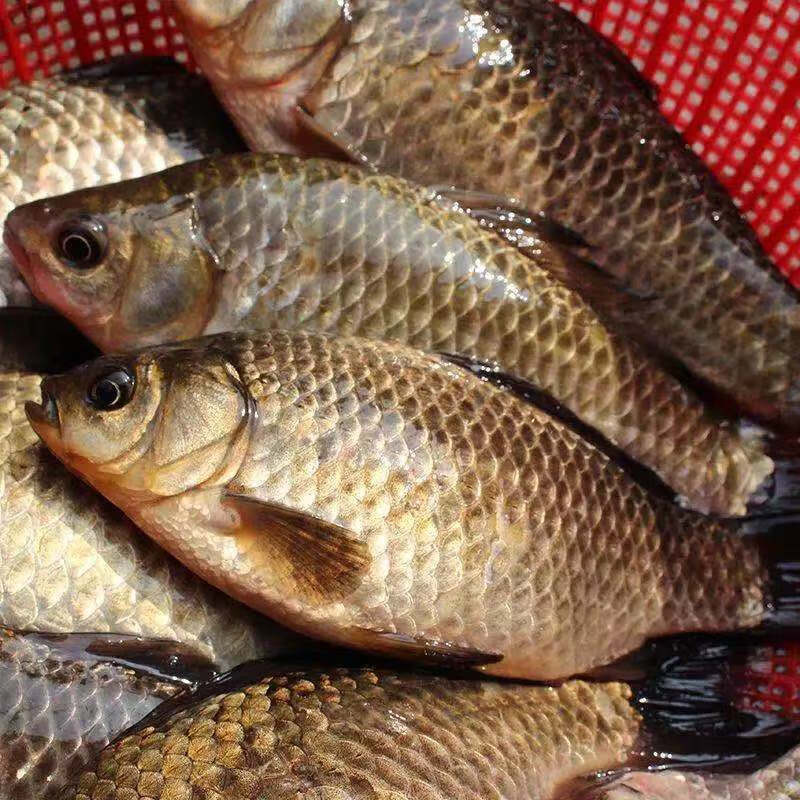 鲜美惊 【血亏冲量】微山湖野小鲫鱼新鲜活鱼现杀淡水鲫鱼月子炖汤