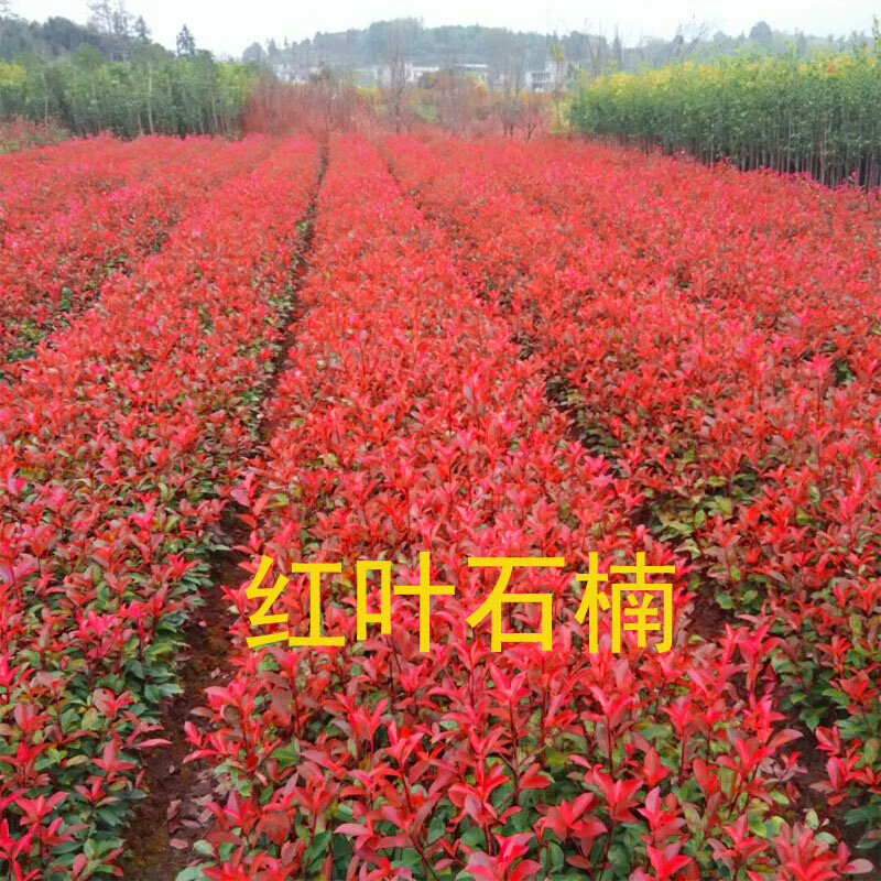 红叶石楠绿化苗 四季常青庭院绿化苗木 树苗红罗宾红叶石楠篱笆苗 40