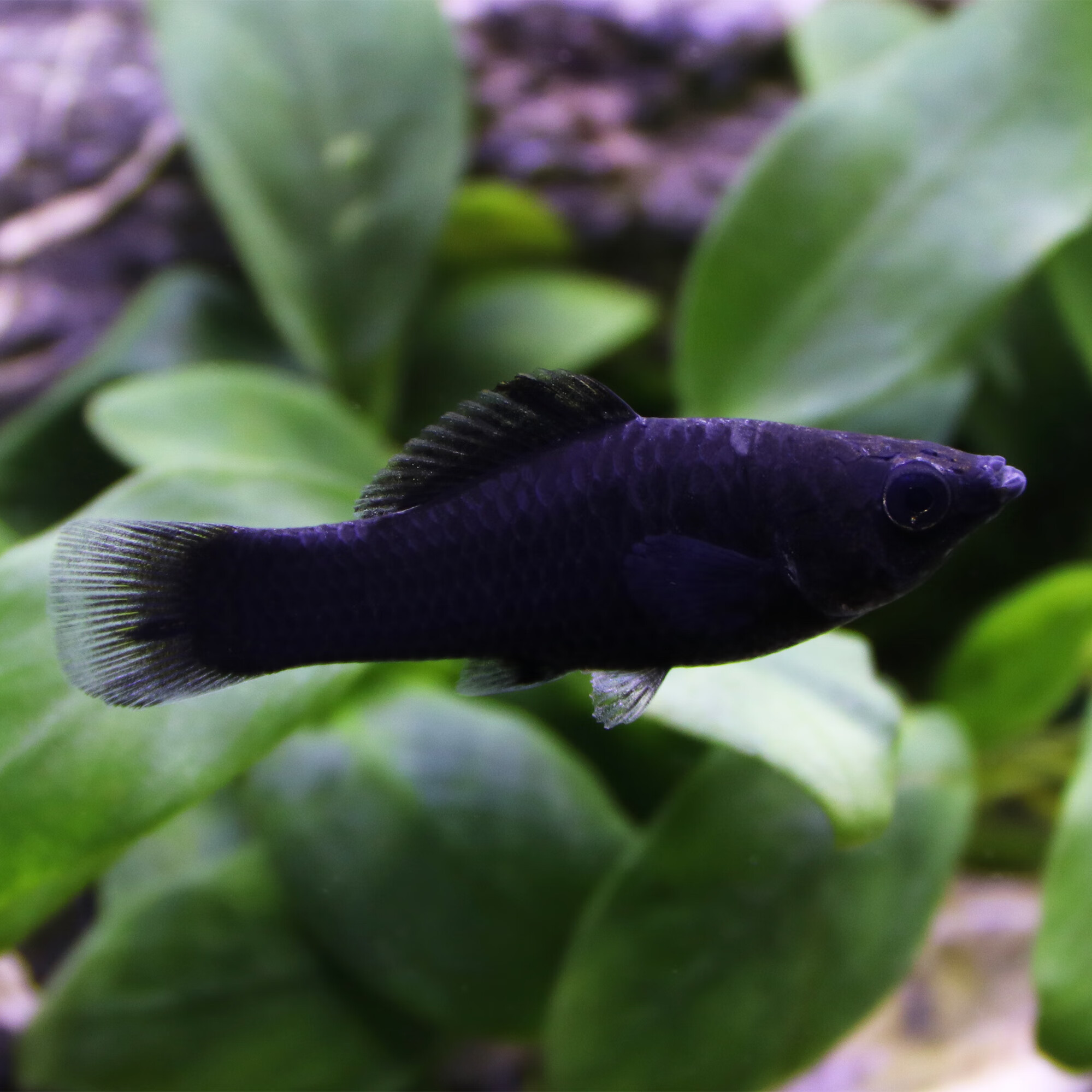 鱼高鳍月光鱼米奇胎生鱼热带鱼皮球玛丽鱼活体 黑玛丽鱼2条(4-5cm)