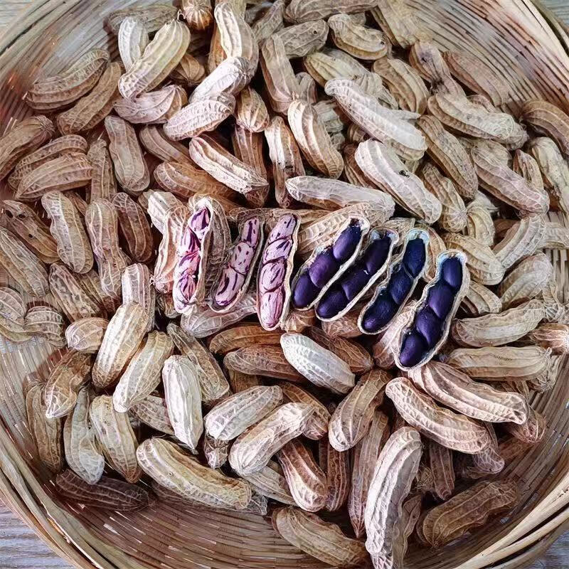 刻凡云南七彩花生新货带壳 晒干生熟水果花生零食特产 七彩花生【带壳